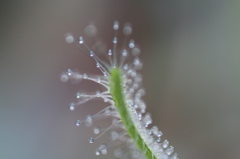 食虫植物