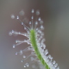 食虫植物