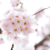 Blooming