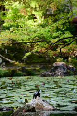 紅葉、まだかなあ