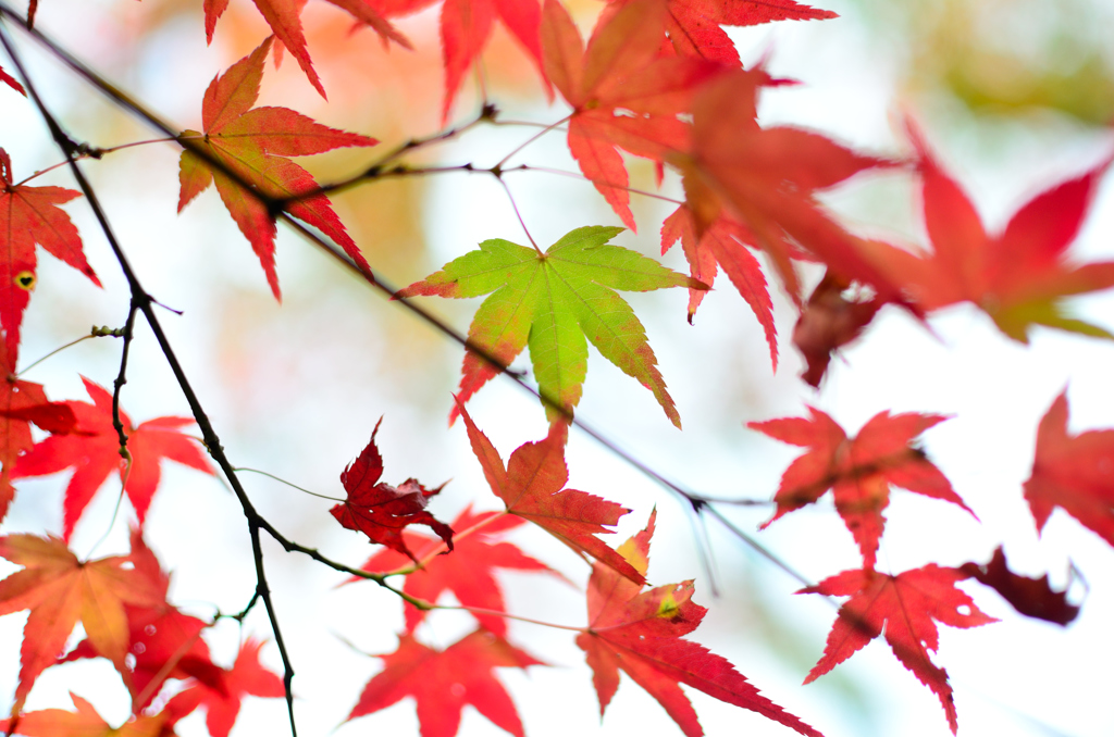 紅葉