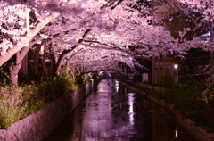 Sakura River