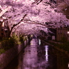 Sakura River