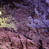 夜桜