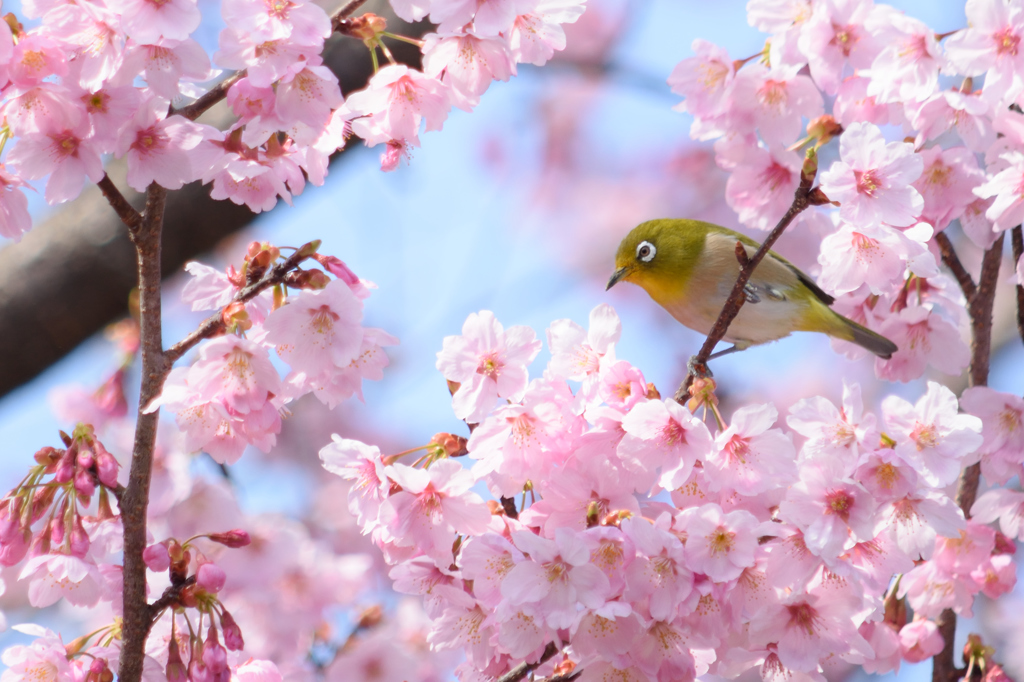 春の訪れ