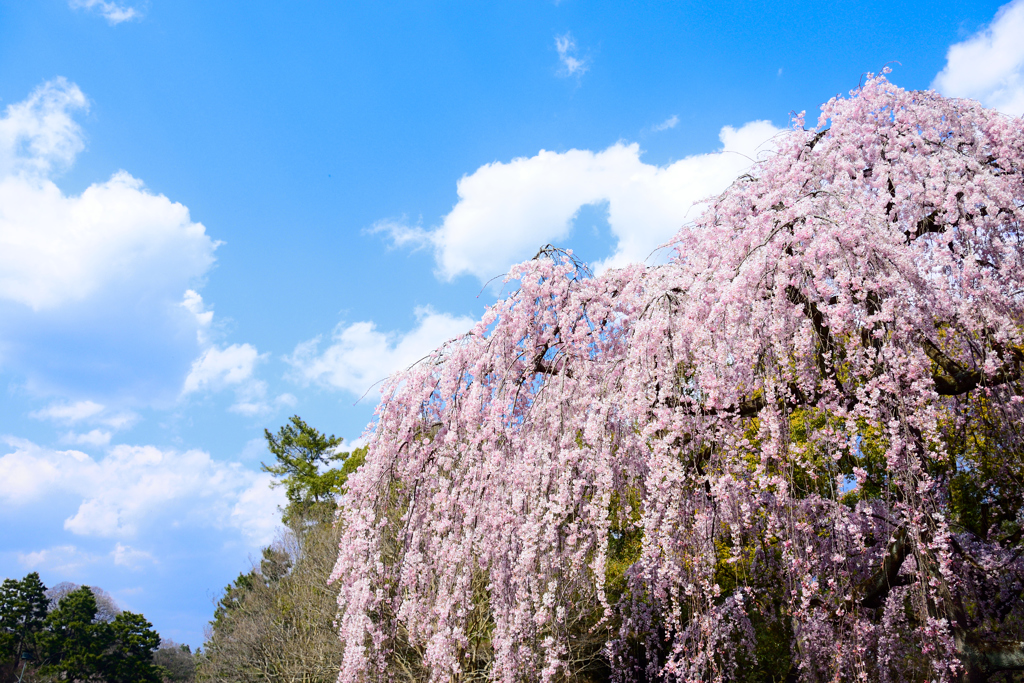 桜日和