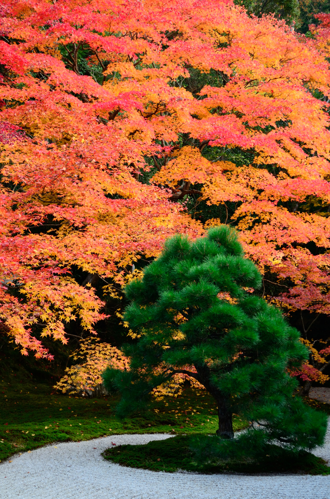 晩秋の紅葉