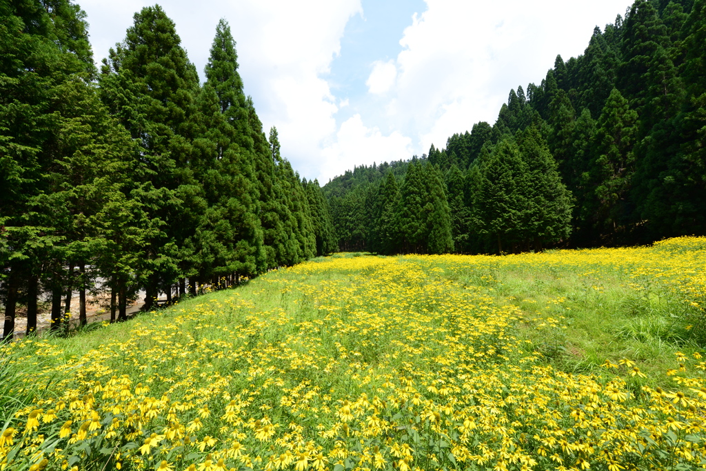 黄色の絨毯