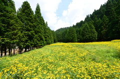 黄色の絨毯