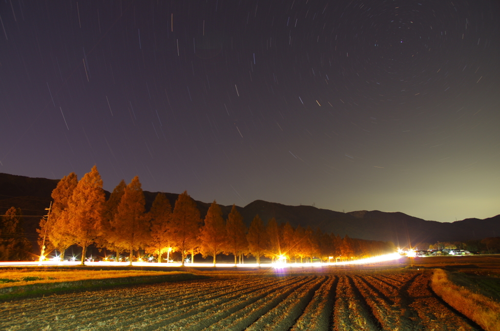 メタセコイア並木