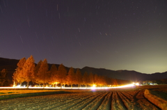 メタセコイア並木