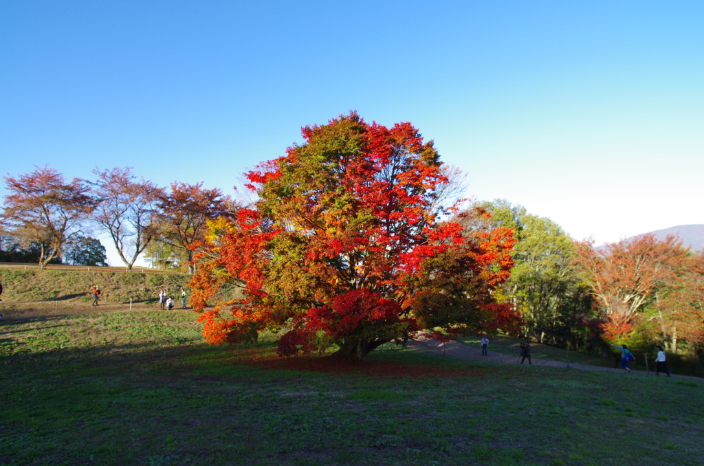 夕暮れの七色カエデ１