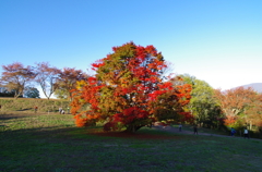 夕暮れの七色カエデ１