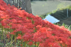 津屋川の彼岸花③