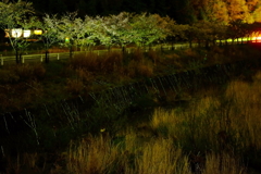 蛍と桜
