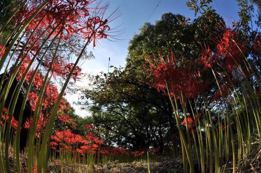 神社の彼岸花