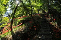 木漏れ日彼岸花①