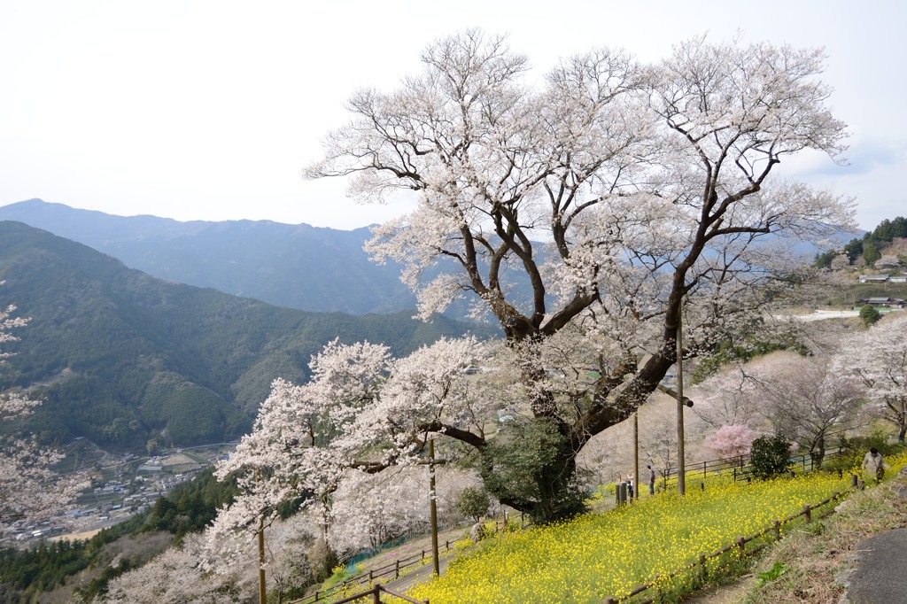 ひょうたん桜
