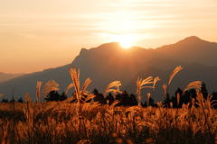 曽爾高原のススキ