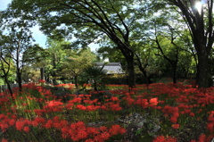 木漏れ日彼岸花②