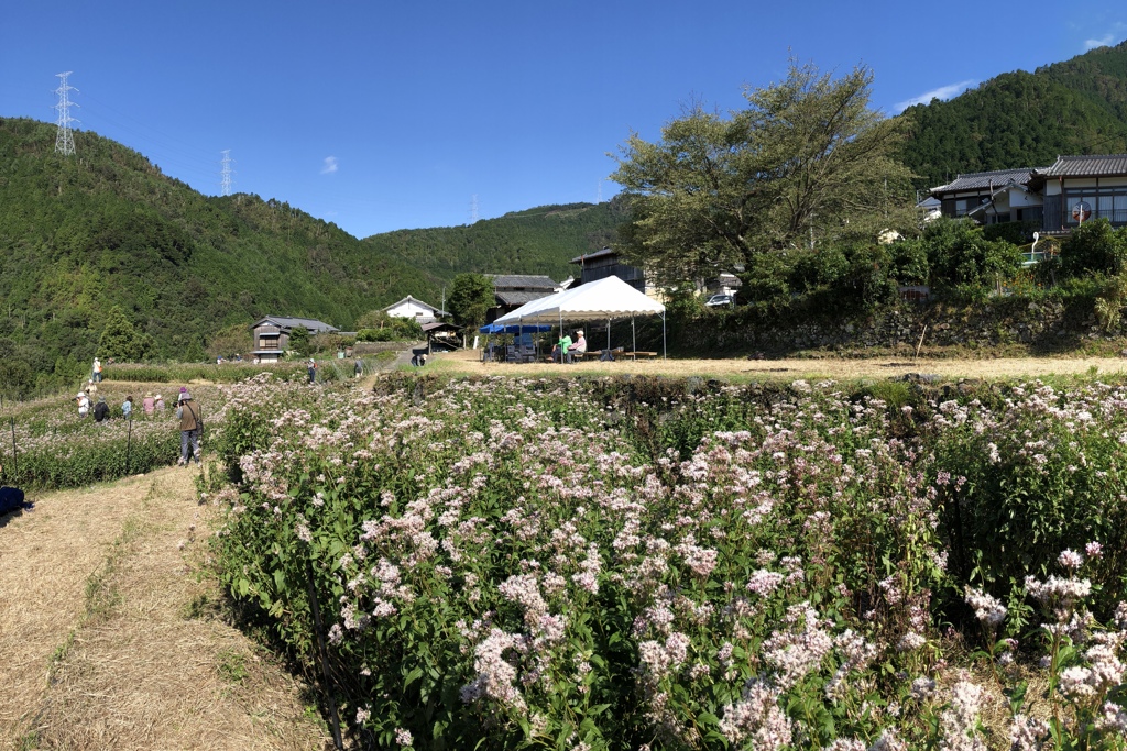 フジバカマ鑑賞会2