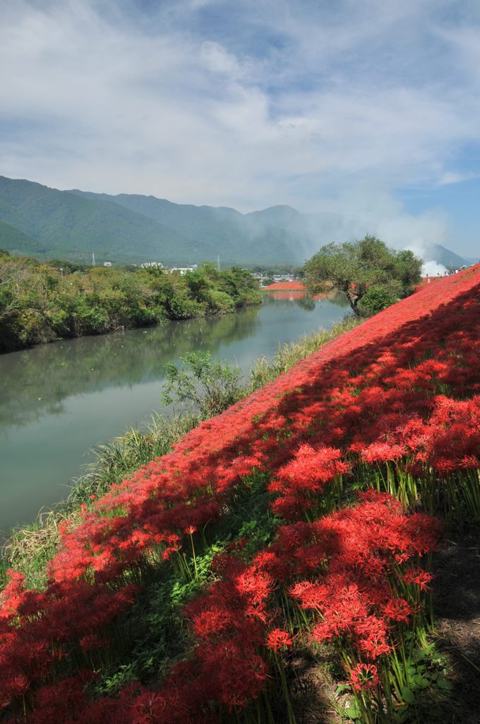 津屋川の彼岸花②