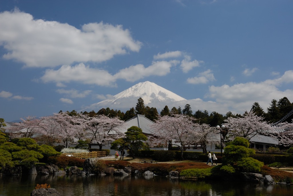 富士山と桜