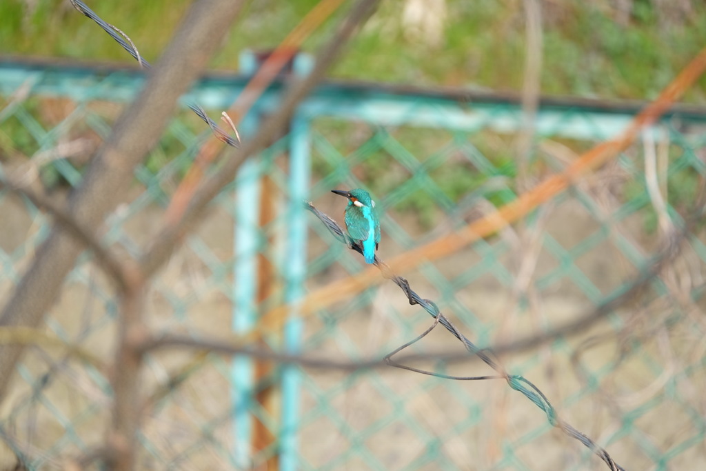 カワセミ