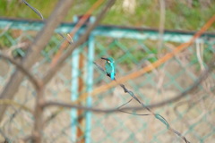 カワセミ