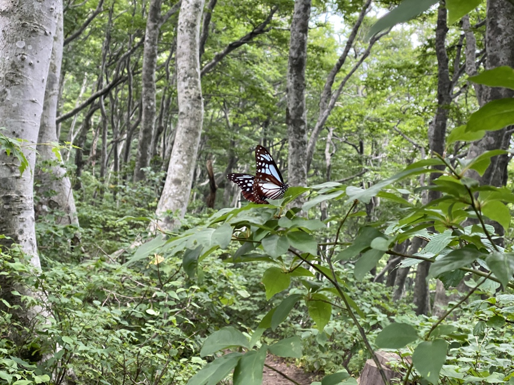 大山③
