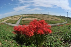 津屋川の彼岸花⑥