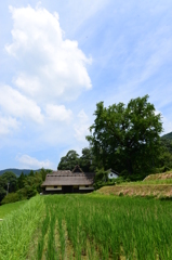 真夏の大銀杏