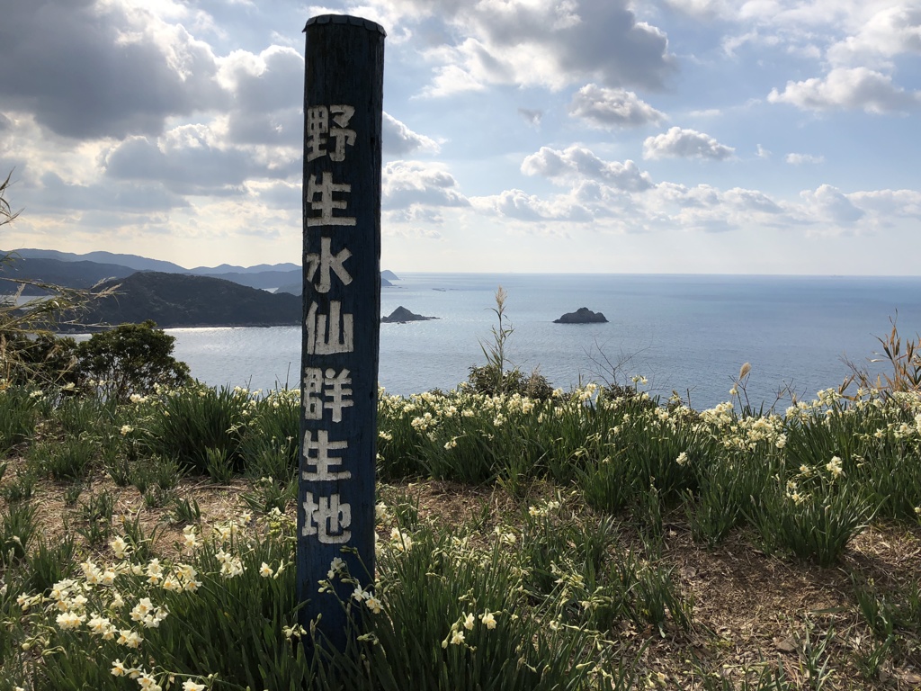スイセン