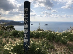 スイセン