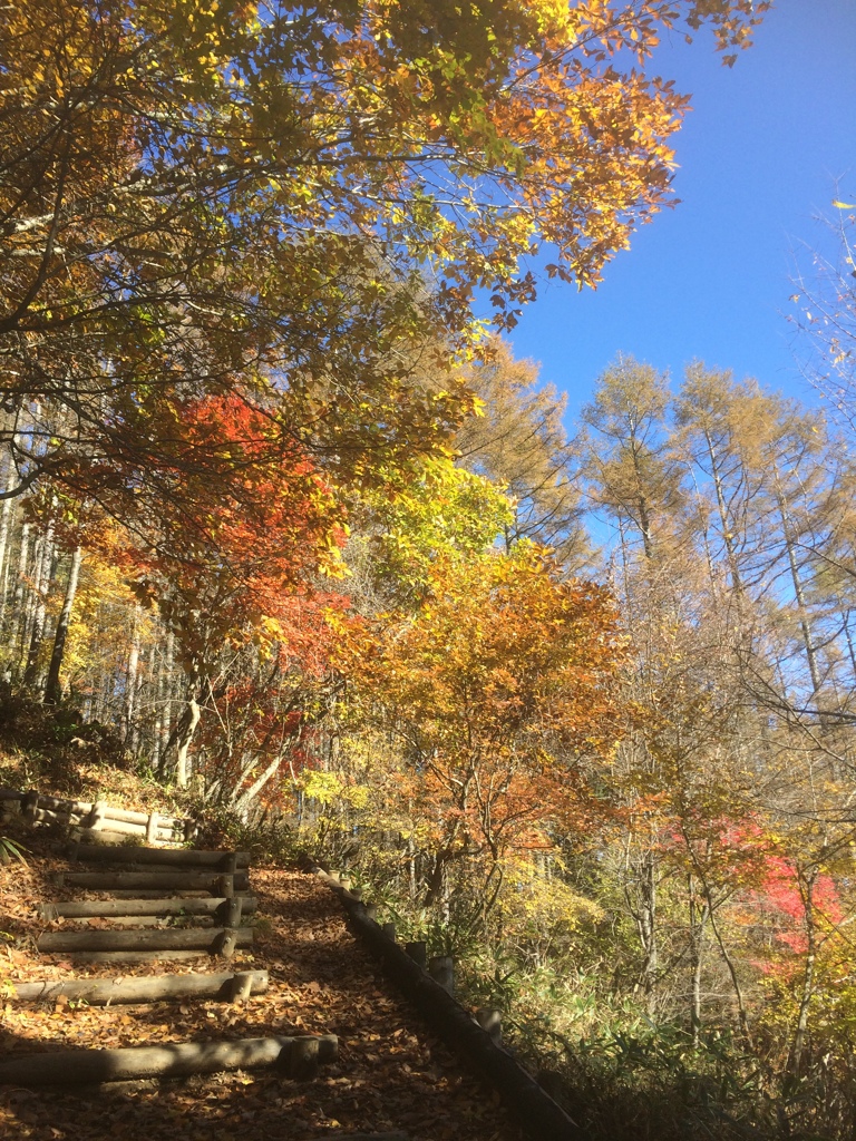 登山道１