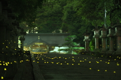 神社のヒメボタル１