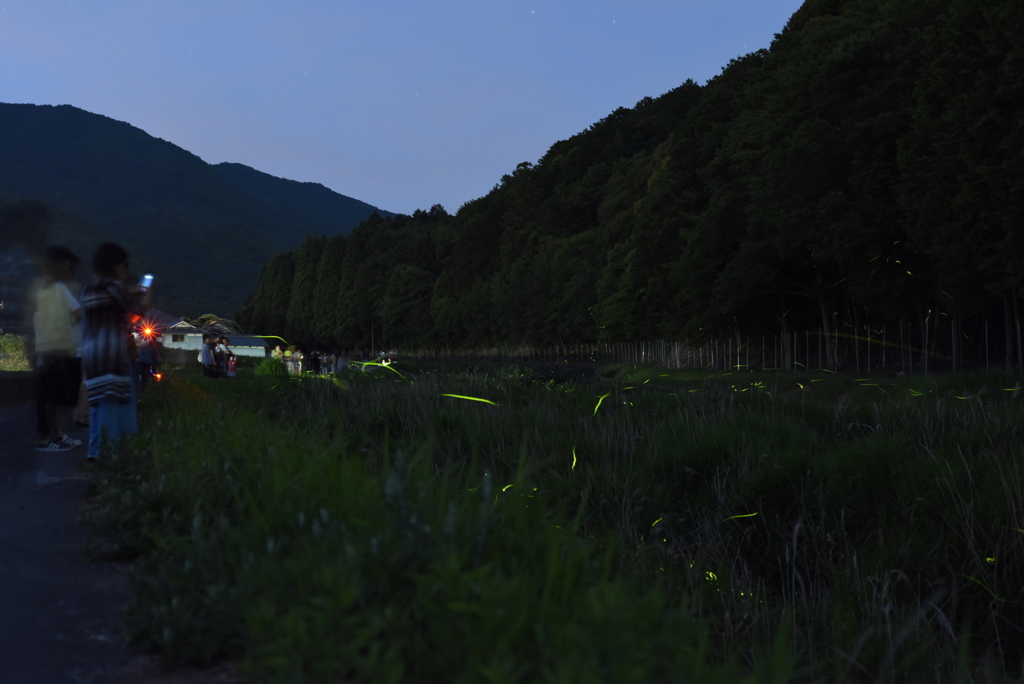 畑谷川のホタル