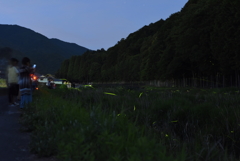 畑谷川のホタル