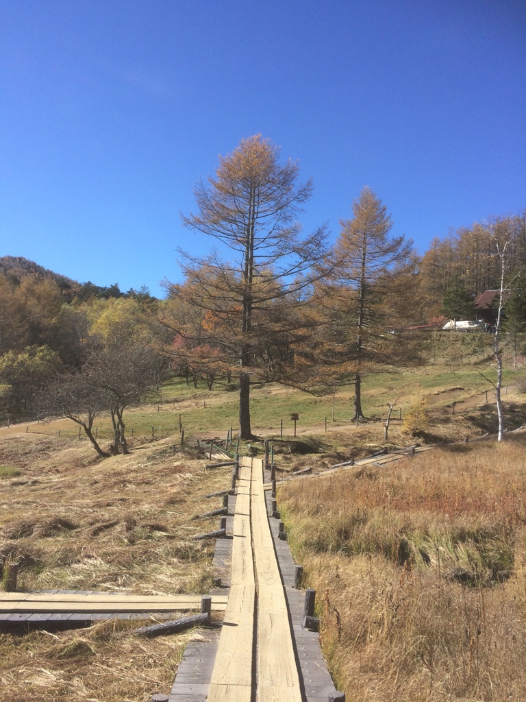 入笠湿原２