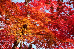 洞光寺2