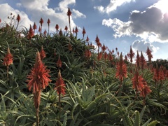 アロエの花