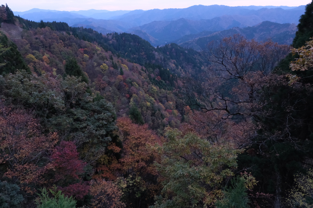 紅葉②