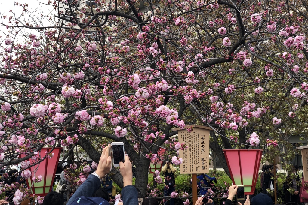 造幣局の桜の通り抜け
