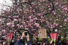 造幣局の桜の通り抜け