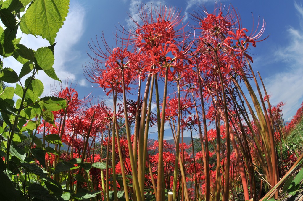 津屋川の彼岸花④