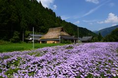 紫の絨毯