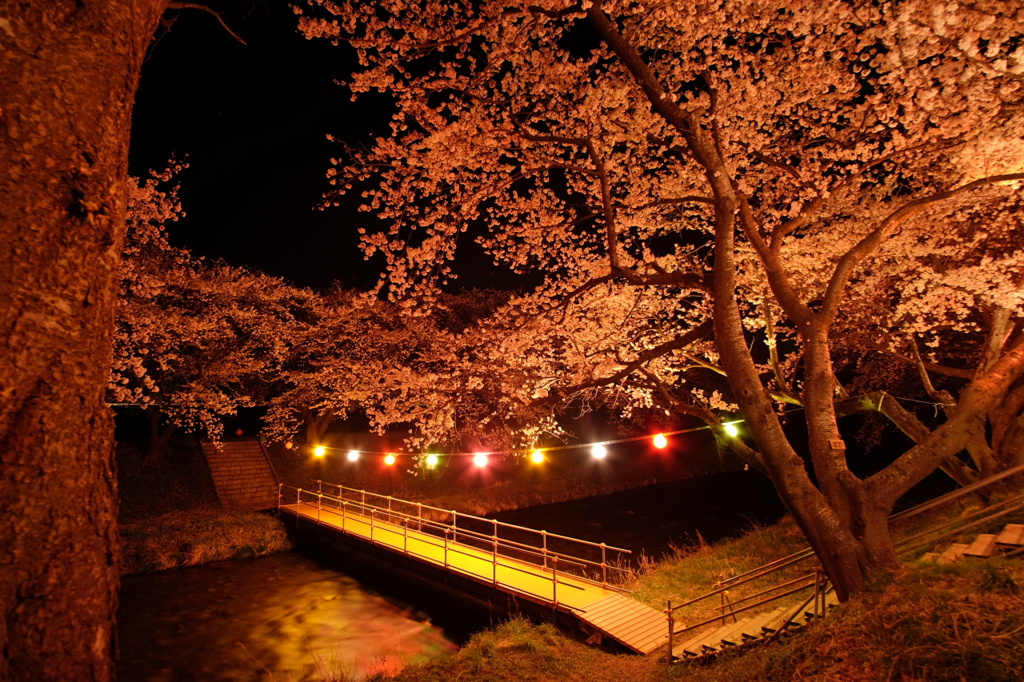 舟川べりの桜並木　