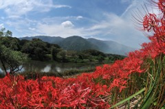 津屋川の彼岸花⑤