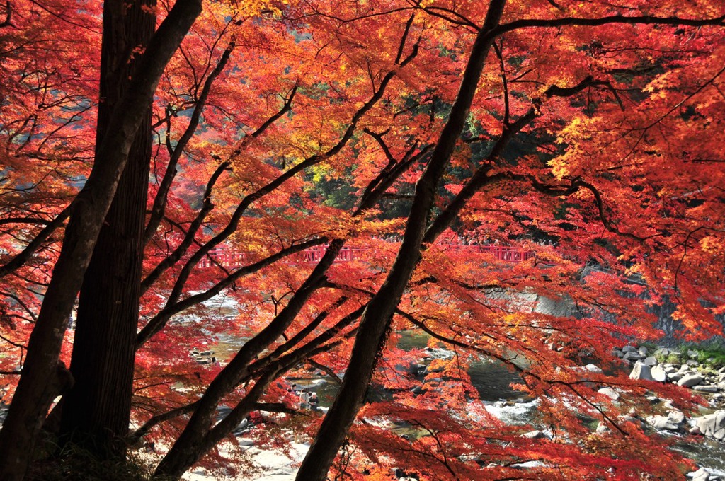 紅葉