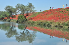 津屋川の彼岸花①